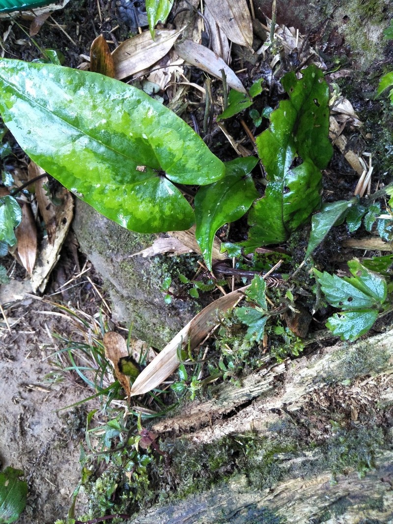 Asarum hypogynum photo 5