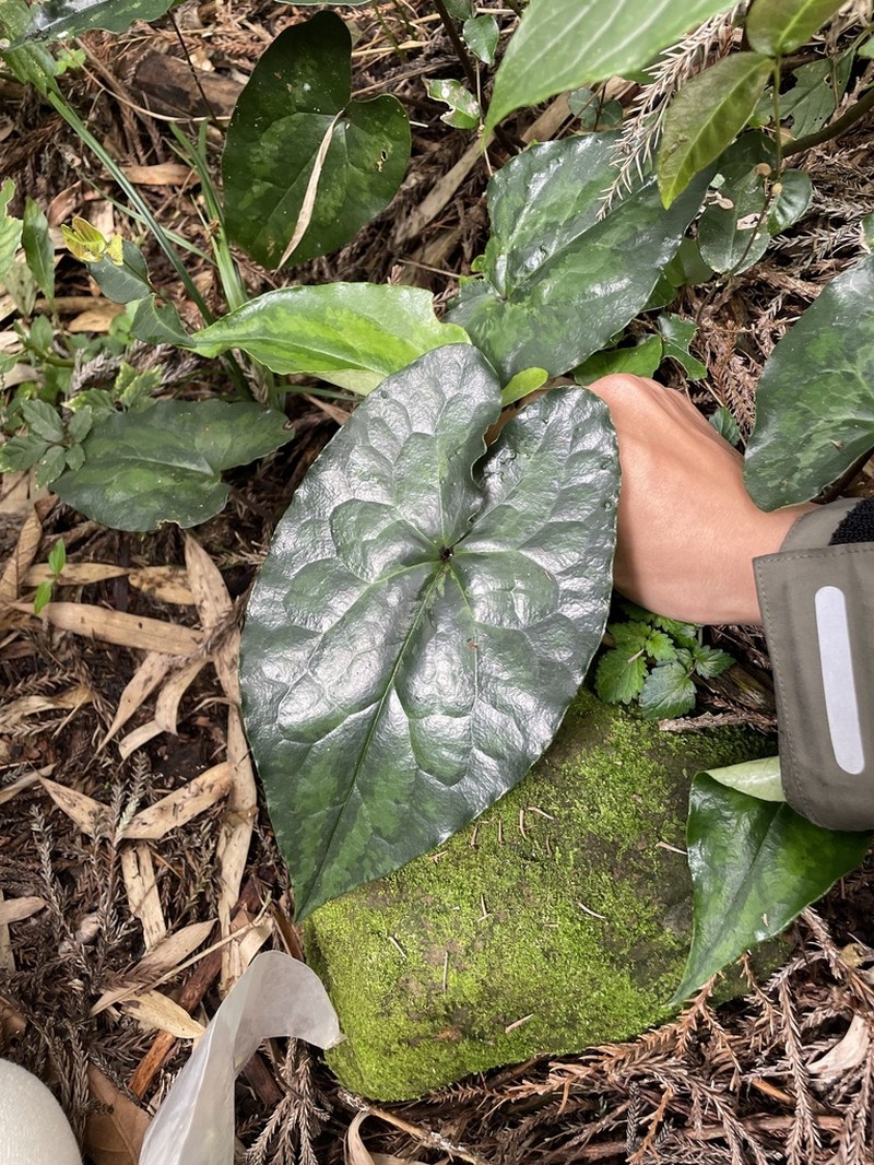 Asarum hypogynum photo 6