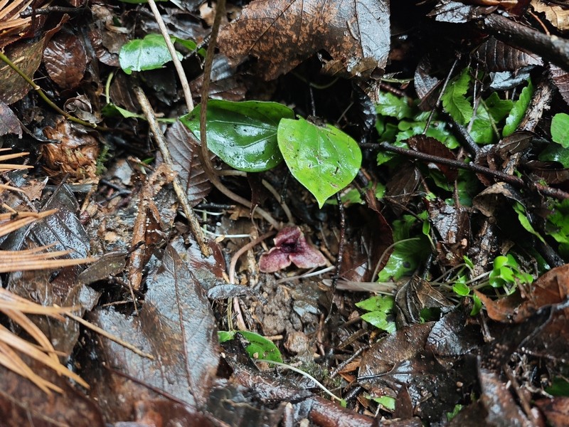 Asarum ichangense