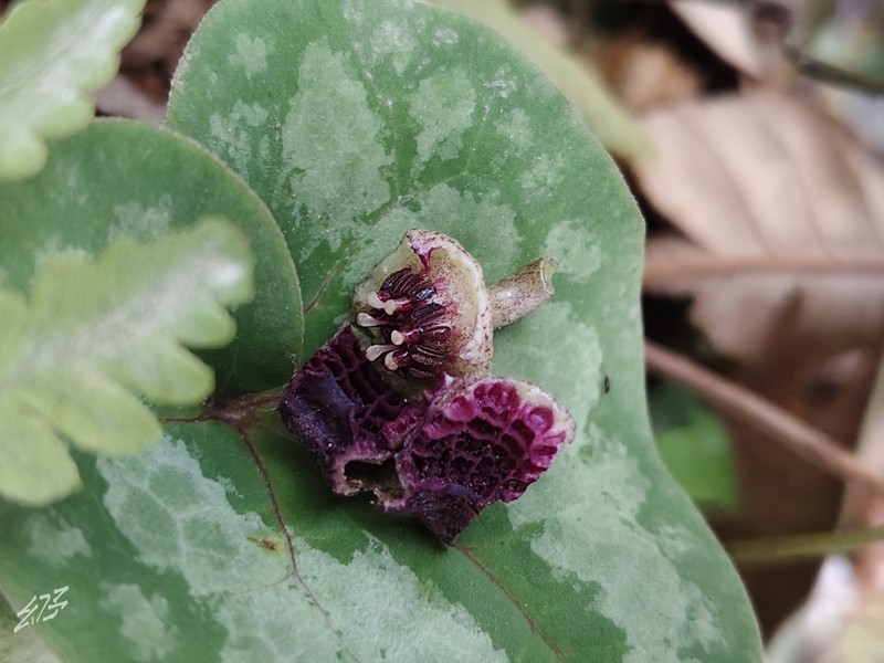 Asarum ichangense photo 2