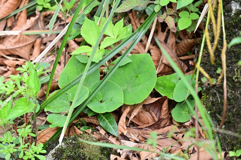 Asarum ichangense photo 4