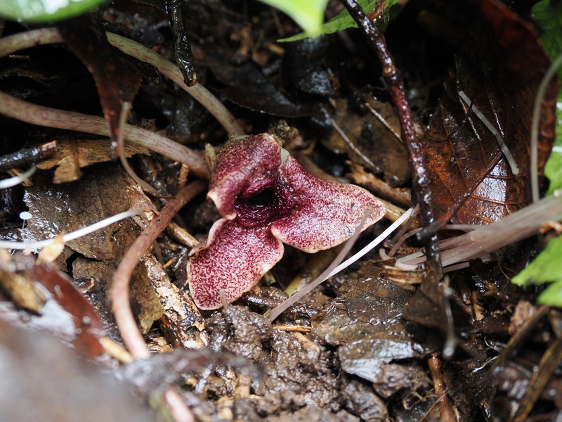 Asarum ichangense photo 5