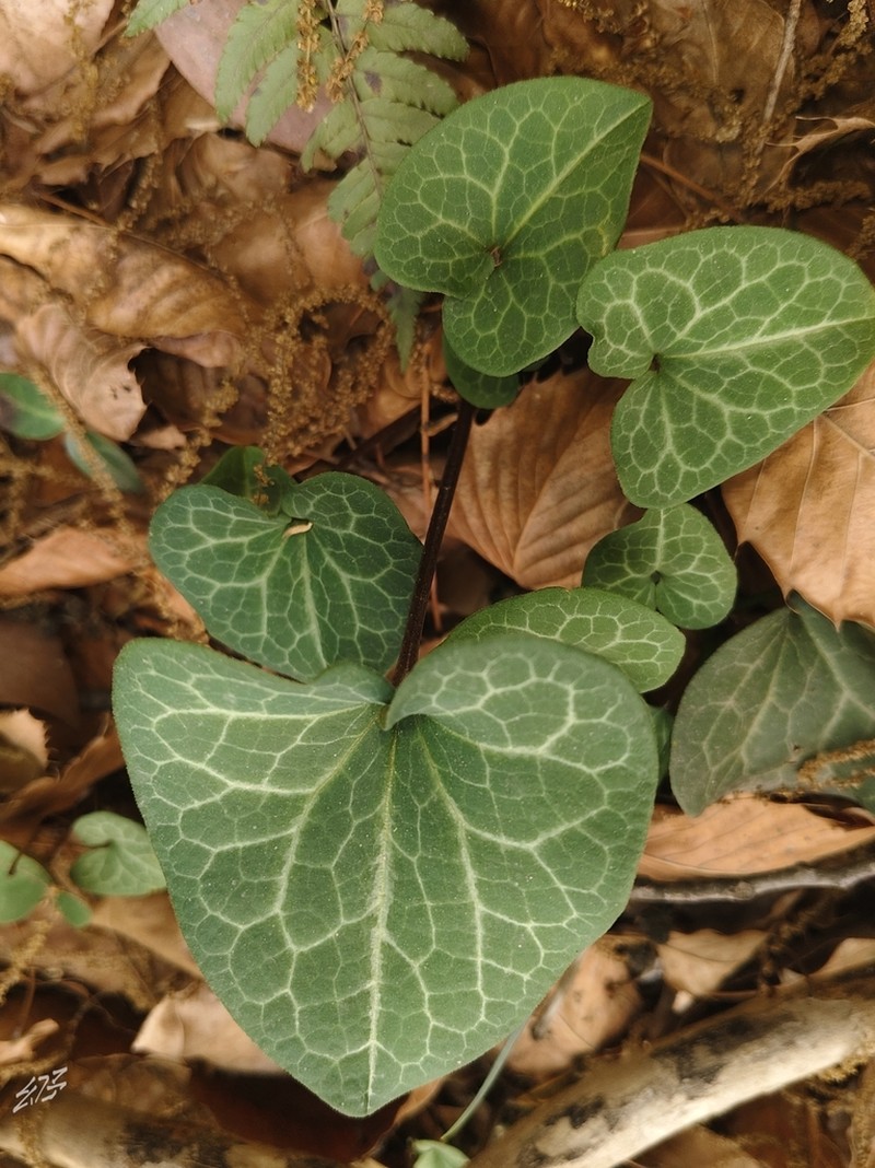 Asarum ichangense photo 8