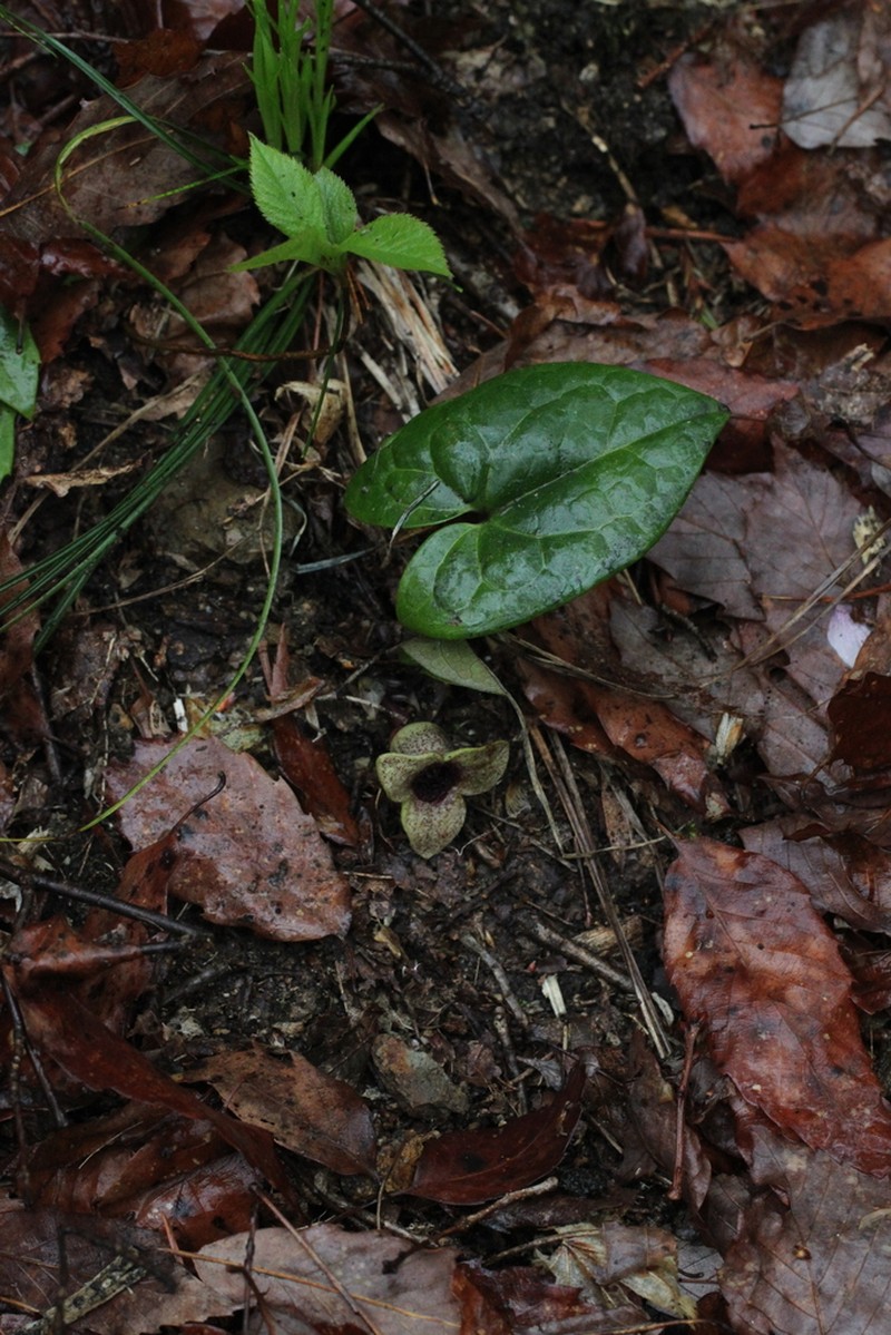Asarum ikegamii