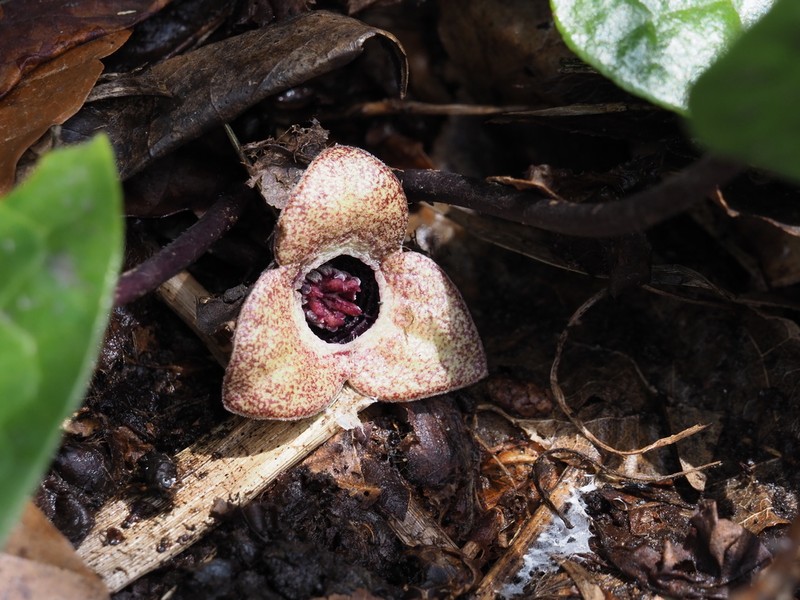Asarum ikegamii photo 4