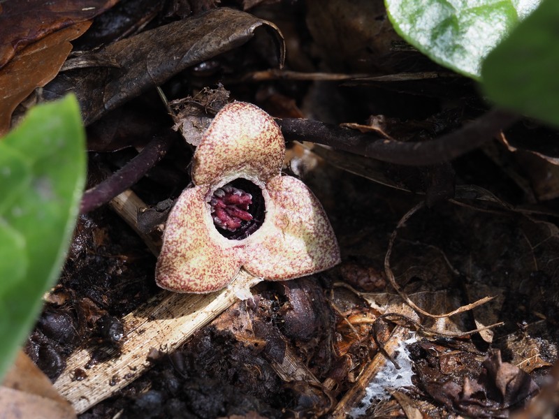 Asarum ikegamii photo 6