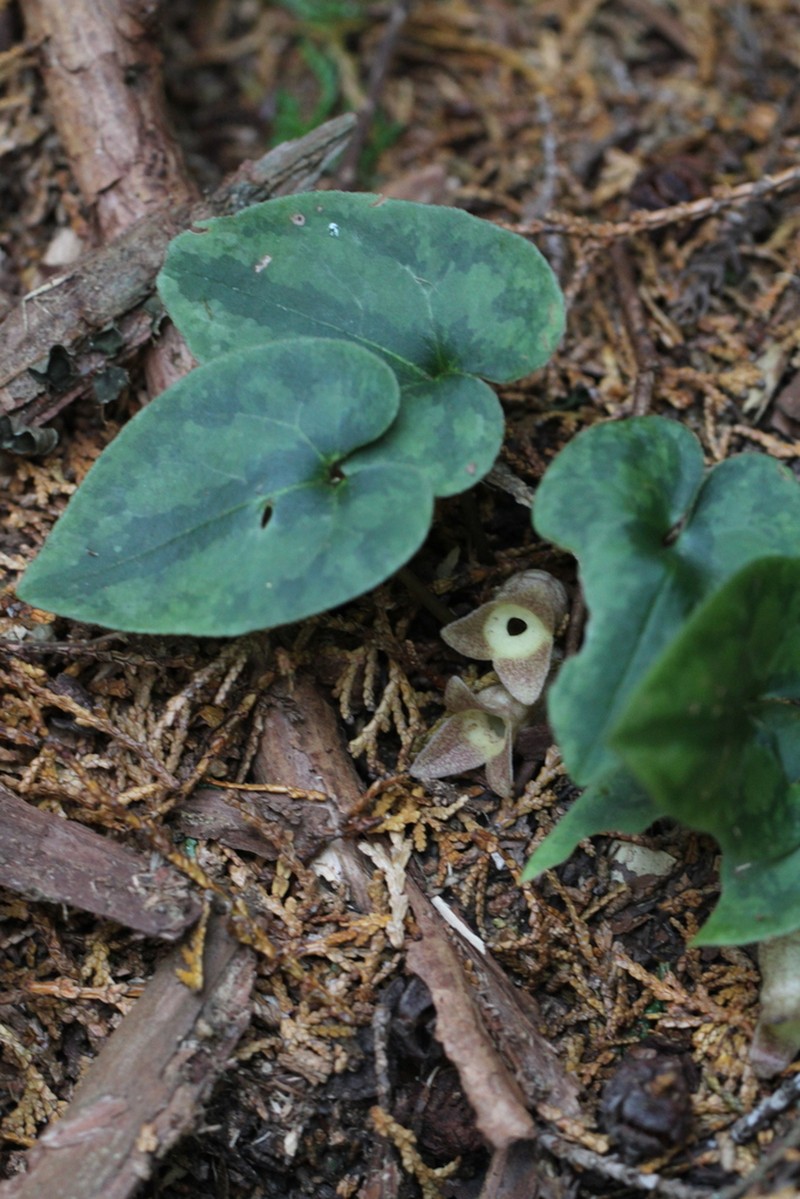 Asarum kinoshitae photo 2