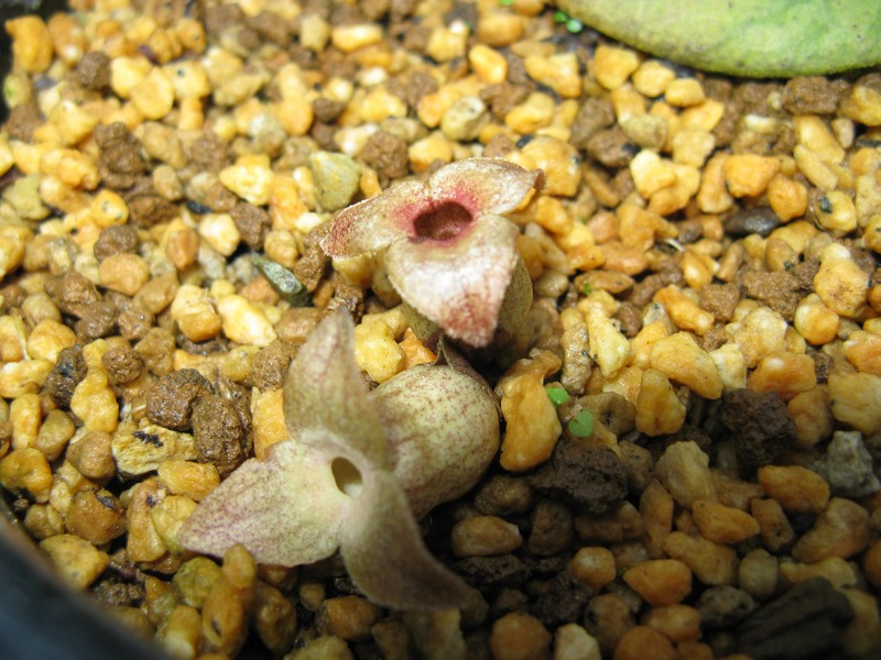 Asarum kinoshitae
