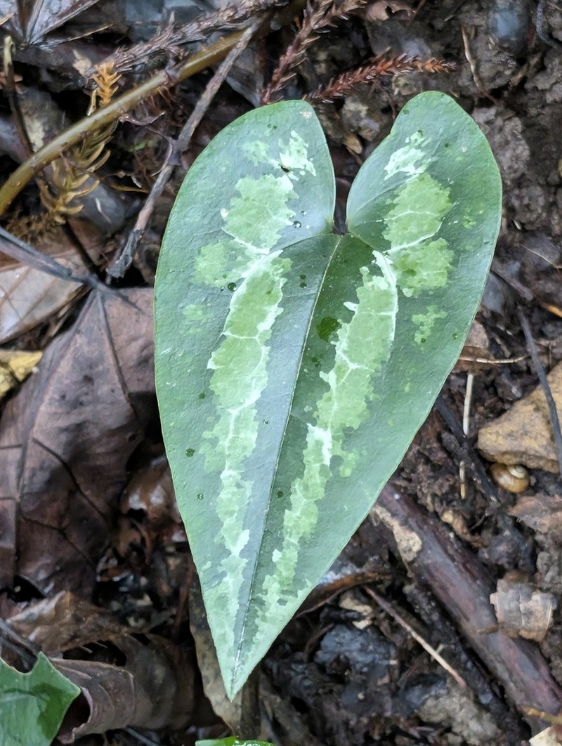 Asarum kumageanum photo 2