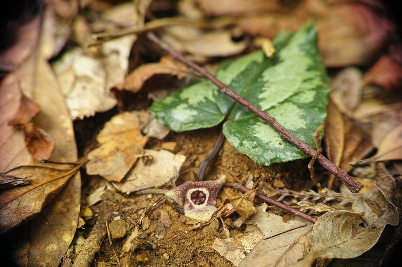 Asarum kumageanum photo 4