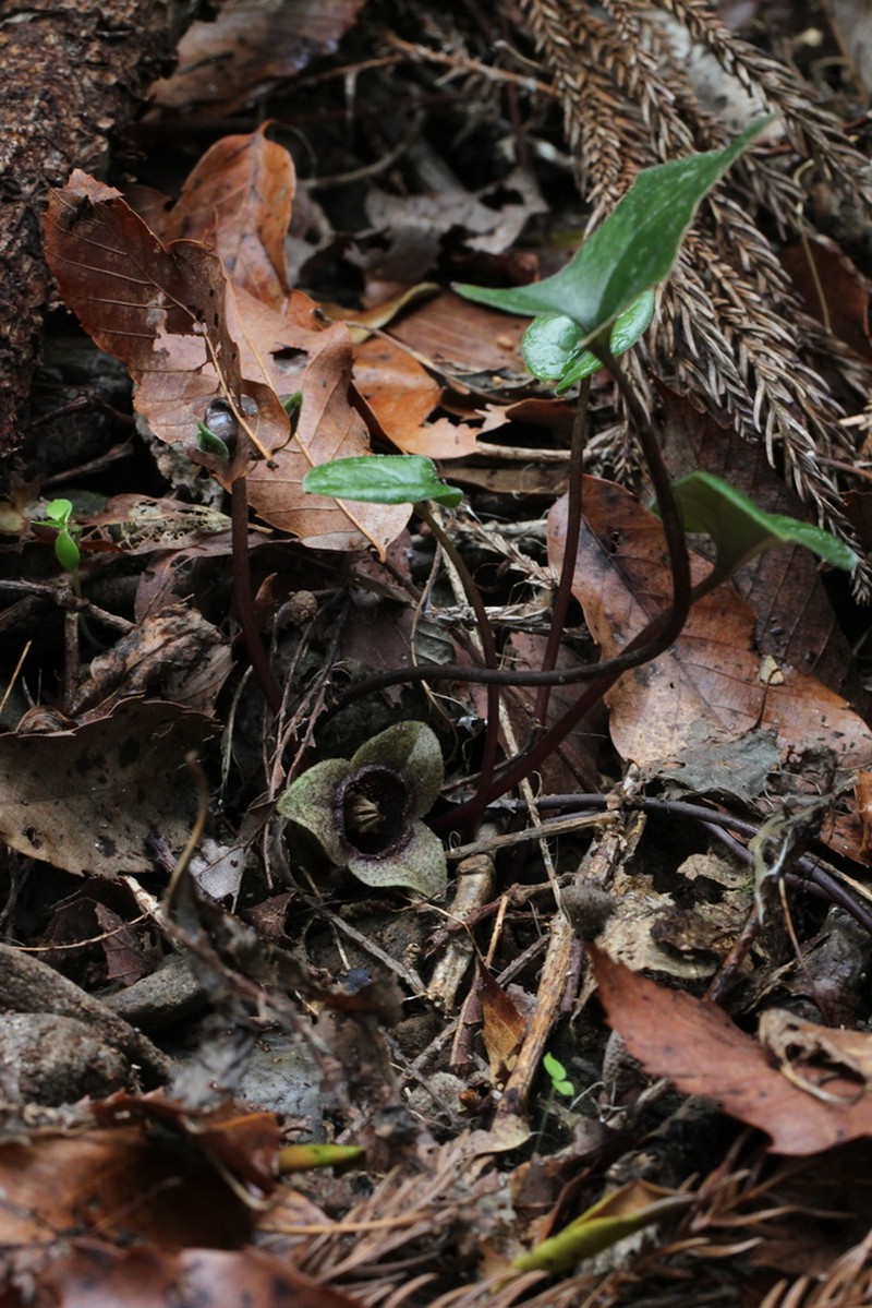Asarum kurosawae