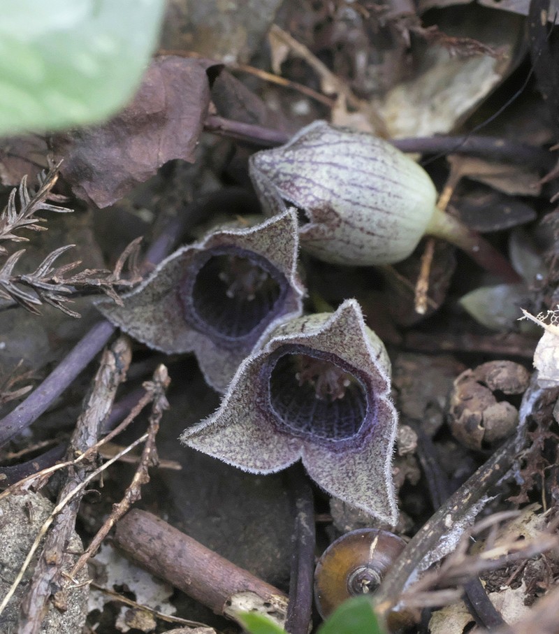 Asarum kurosawae photo 2