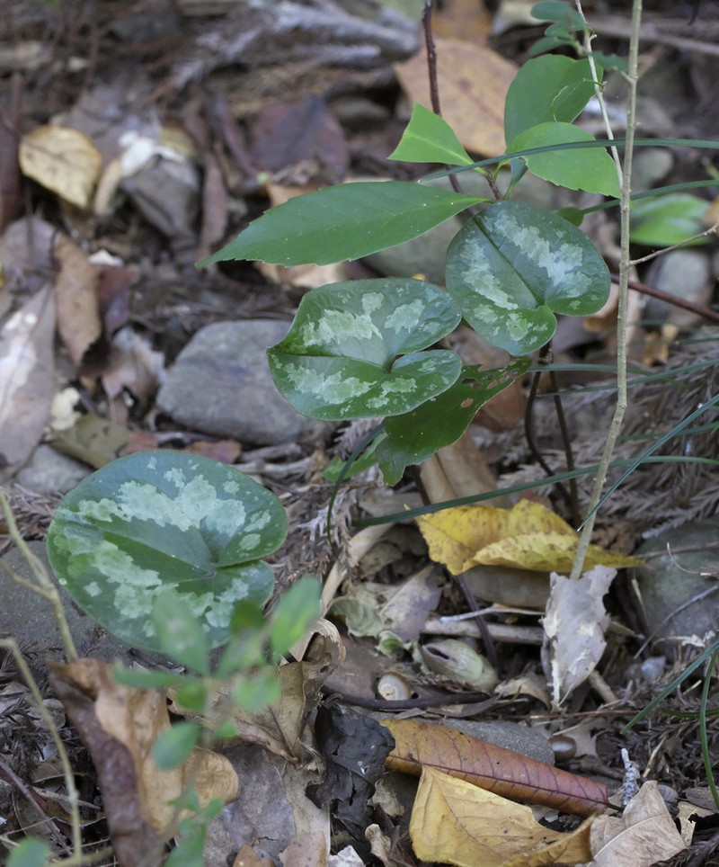 Asarum kurosawae photo 3