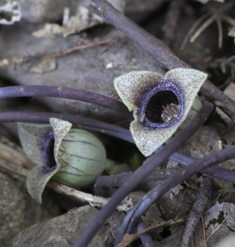 Asarum kurosawae photo 4