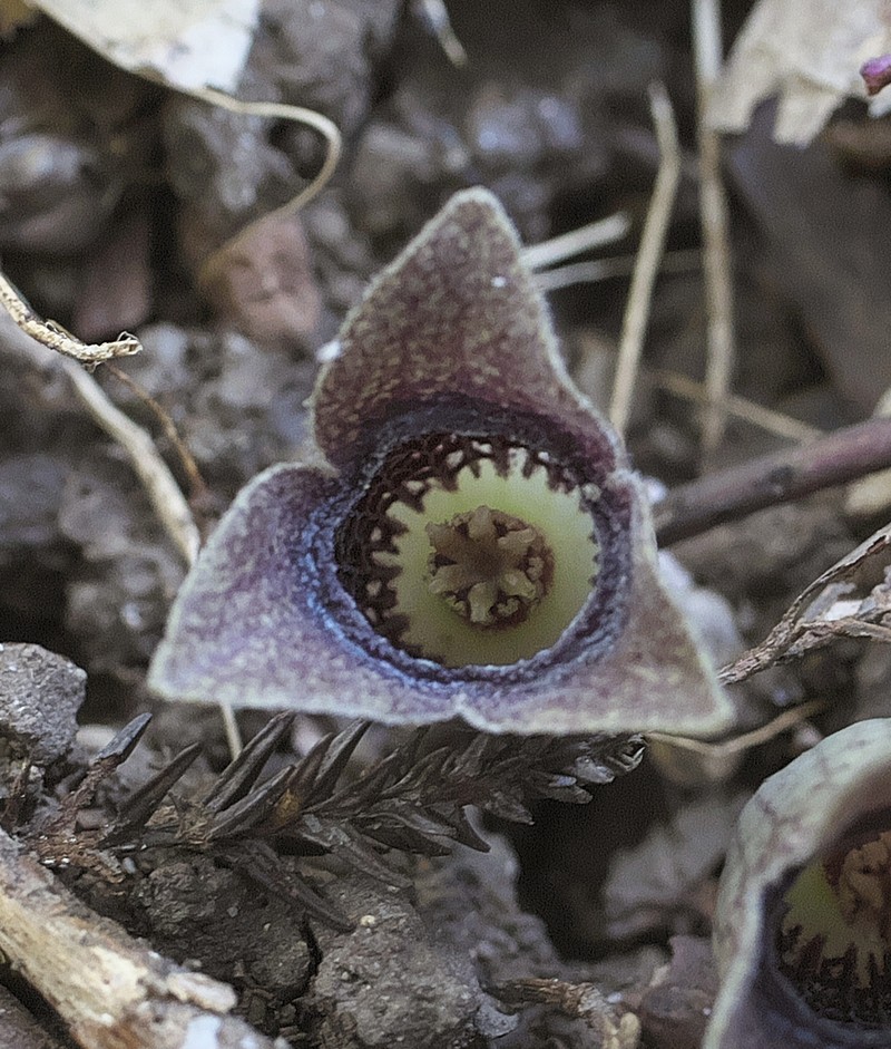 Asarum kurosawae photo 5