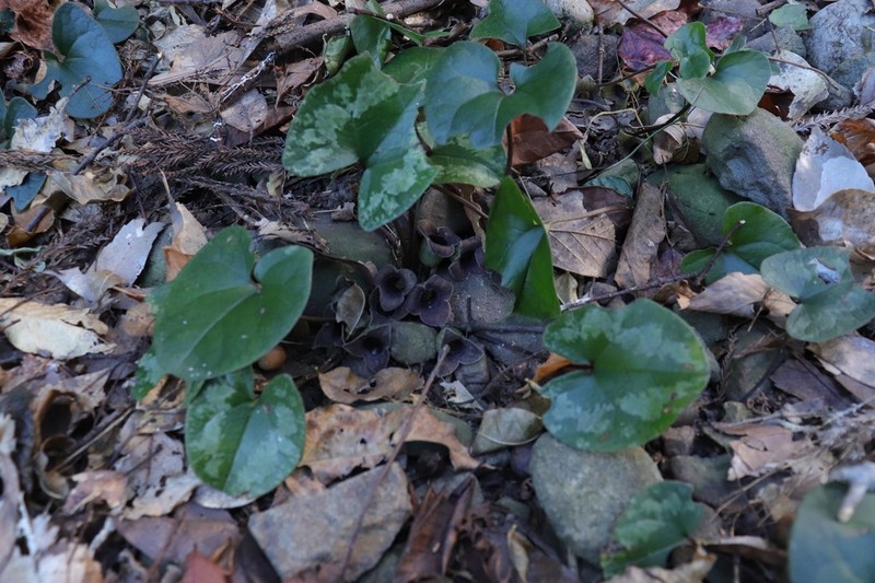 Asarum kurosawae photo 6