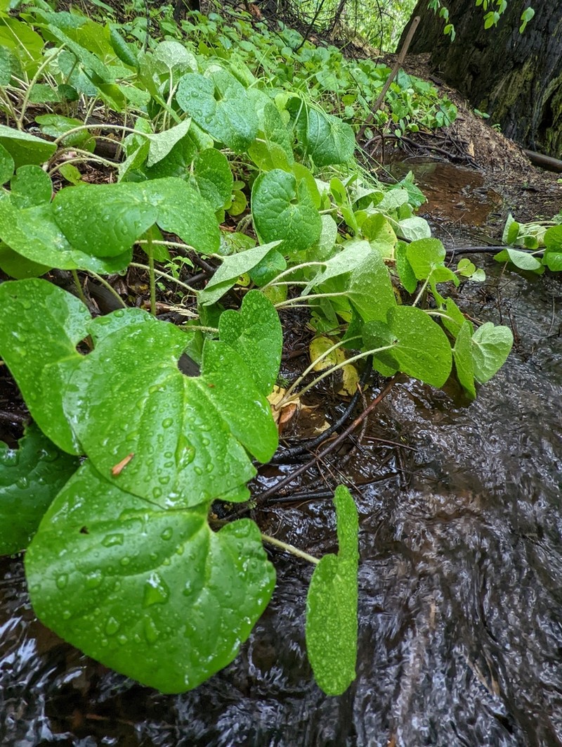 Lemmon's Wildginger