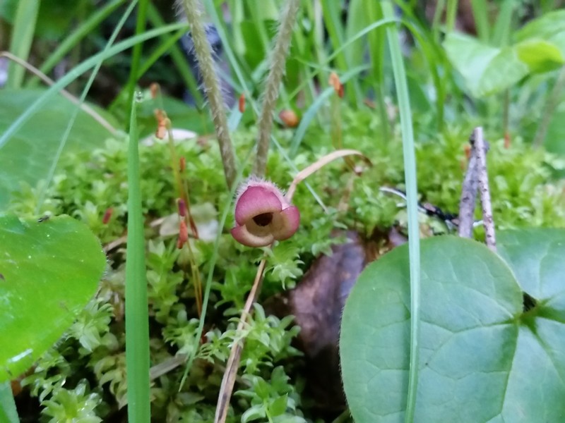 Lemmon's Wildginger photo 2