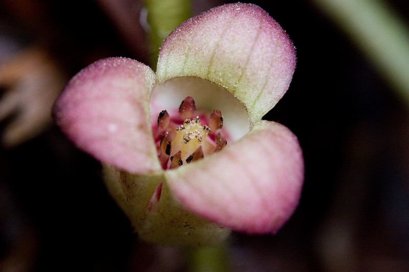 Lemmon's Wildginger photo 4