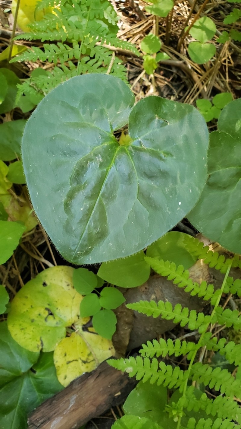 Lemmon's Wildginger photo 7
