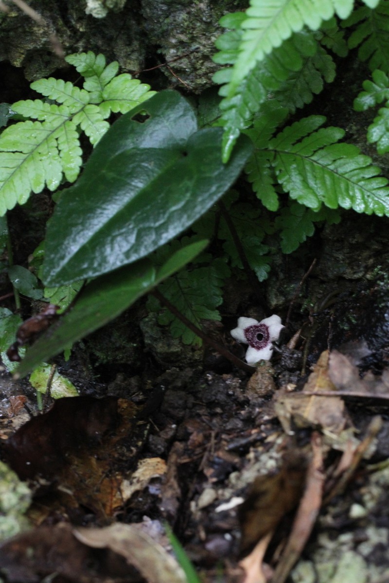 Asarum leucosepalum