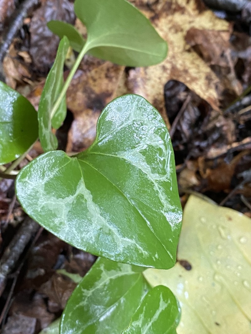 Lewis' Heartleaf