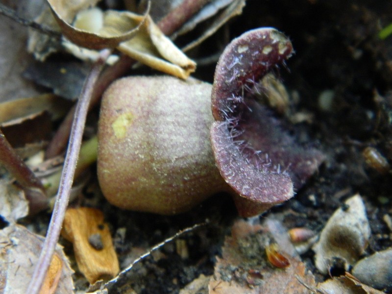Lewis' Heartleaf photo 2