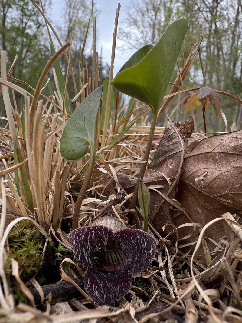Lewis' Heartleaf photo 3