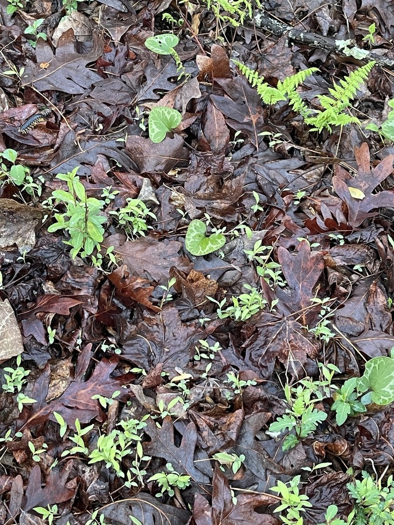 Lewis' Heartleaf photo 4