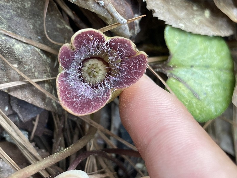 Lewis' Heartleaf photo 5