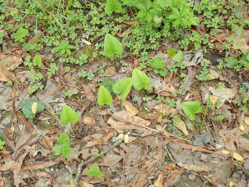 Lewis' Heartleaf photo 6