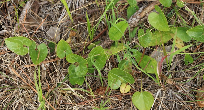 Lewis' Heartleaf photo 7