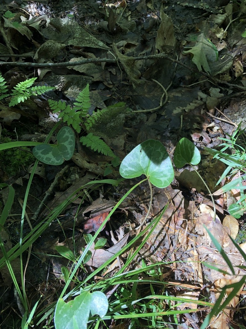 Lewis' Heartleaf photo 8