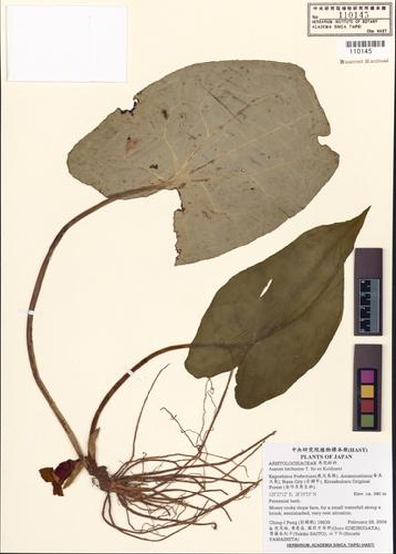 Asarum lutchuense