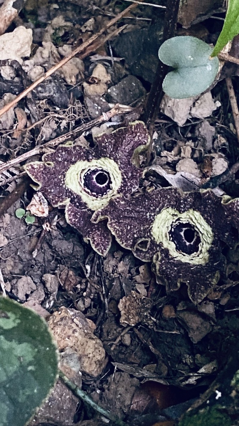 Asarum macranthum