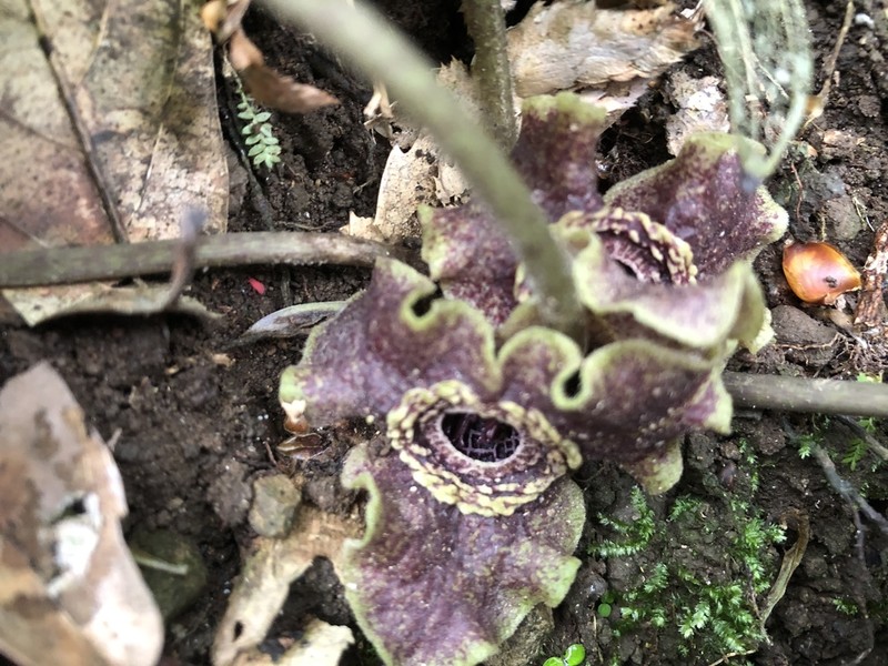 Asarum macranthum photo 2