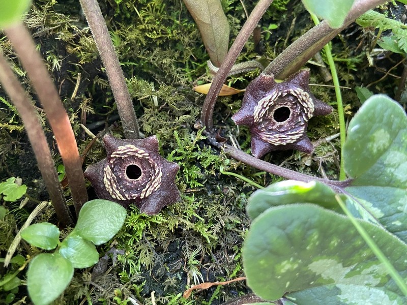 Asarum macranthum photo 3