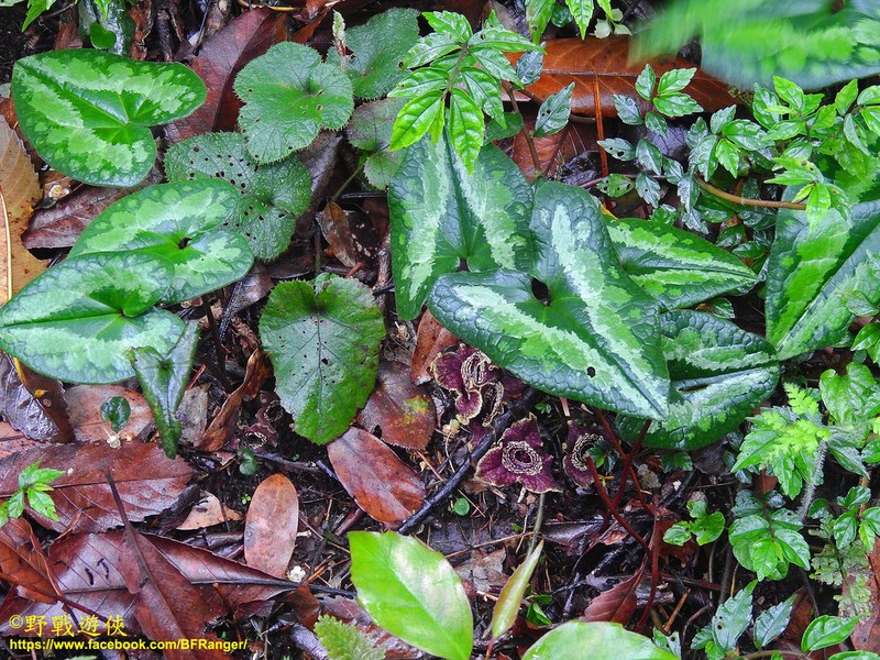 Asarum macranthum photo 4