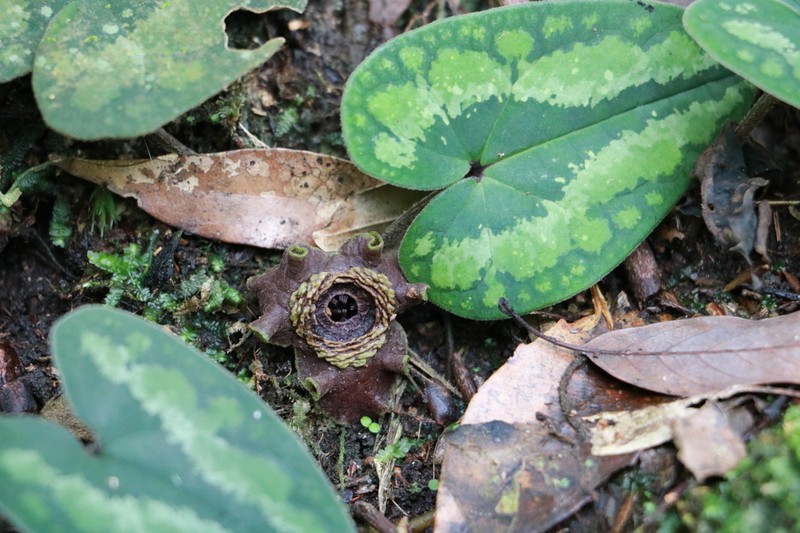 Asarum macranthum photo 6