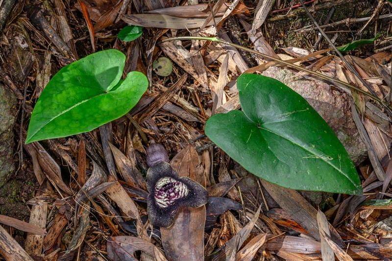 Asarum magnificum