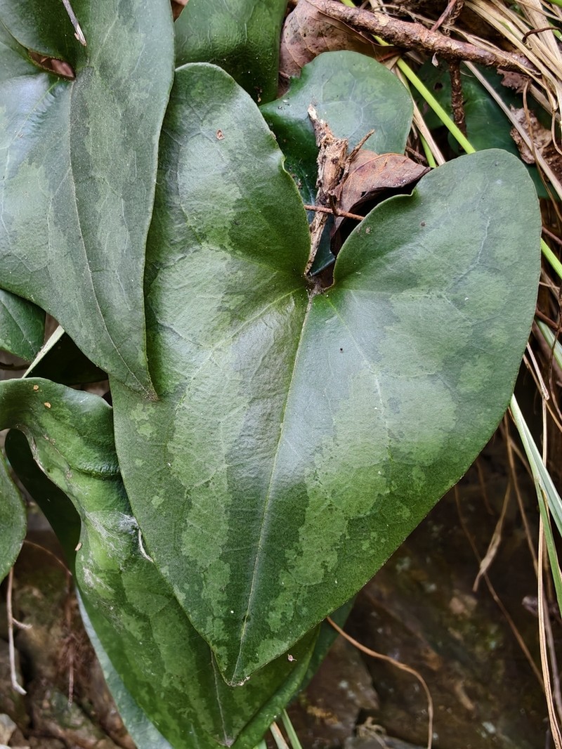 Asarum magnificum photo 2