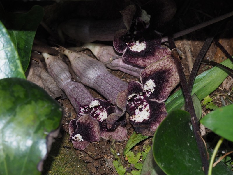 Asarum magnificum photo 3