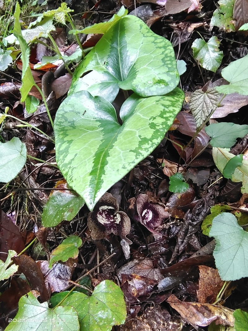 Asarum magnificum photo 4