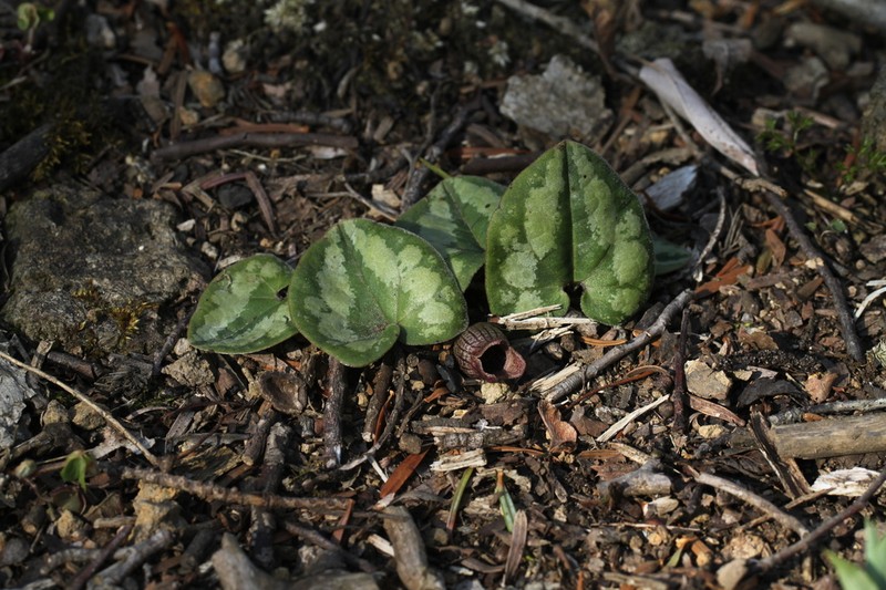 Asarum majale photo 2