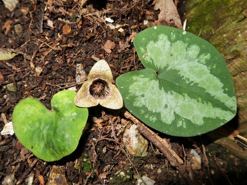 Asarum majale