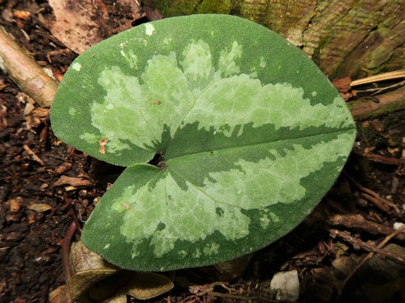 Asarum majale photo 3