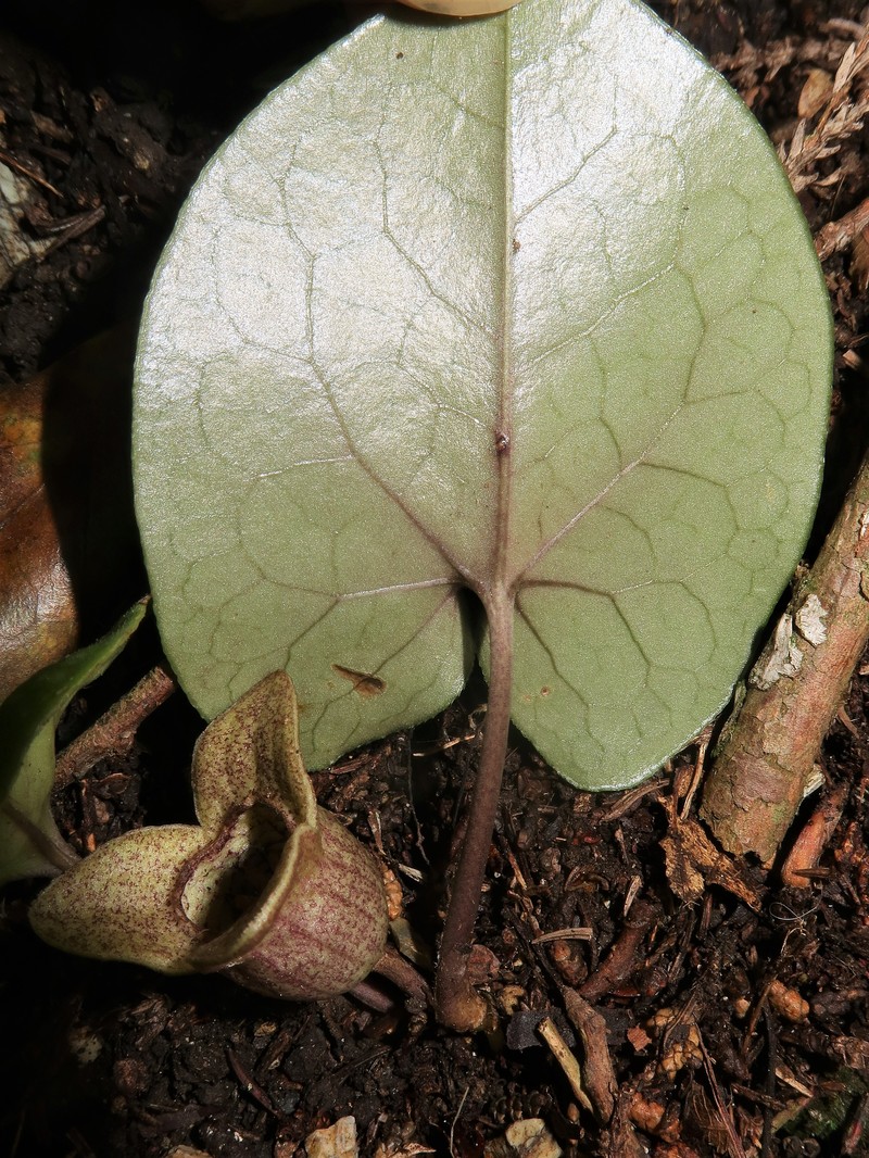 Asarum majale photo 4