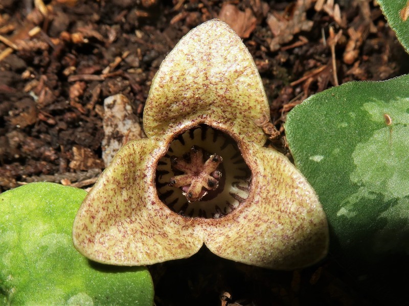 Asarum majale photo 5