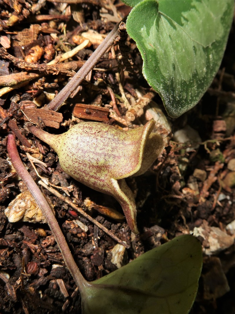 Asarum majale photo 6