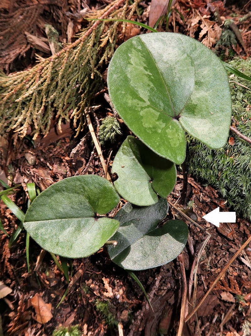 Asarum majale photo 8